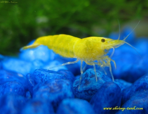 Yellow shrimp looks at you